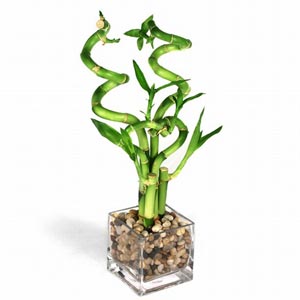 گیاهان سایه پسند